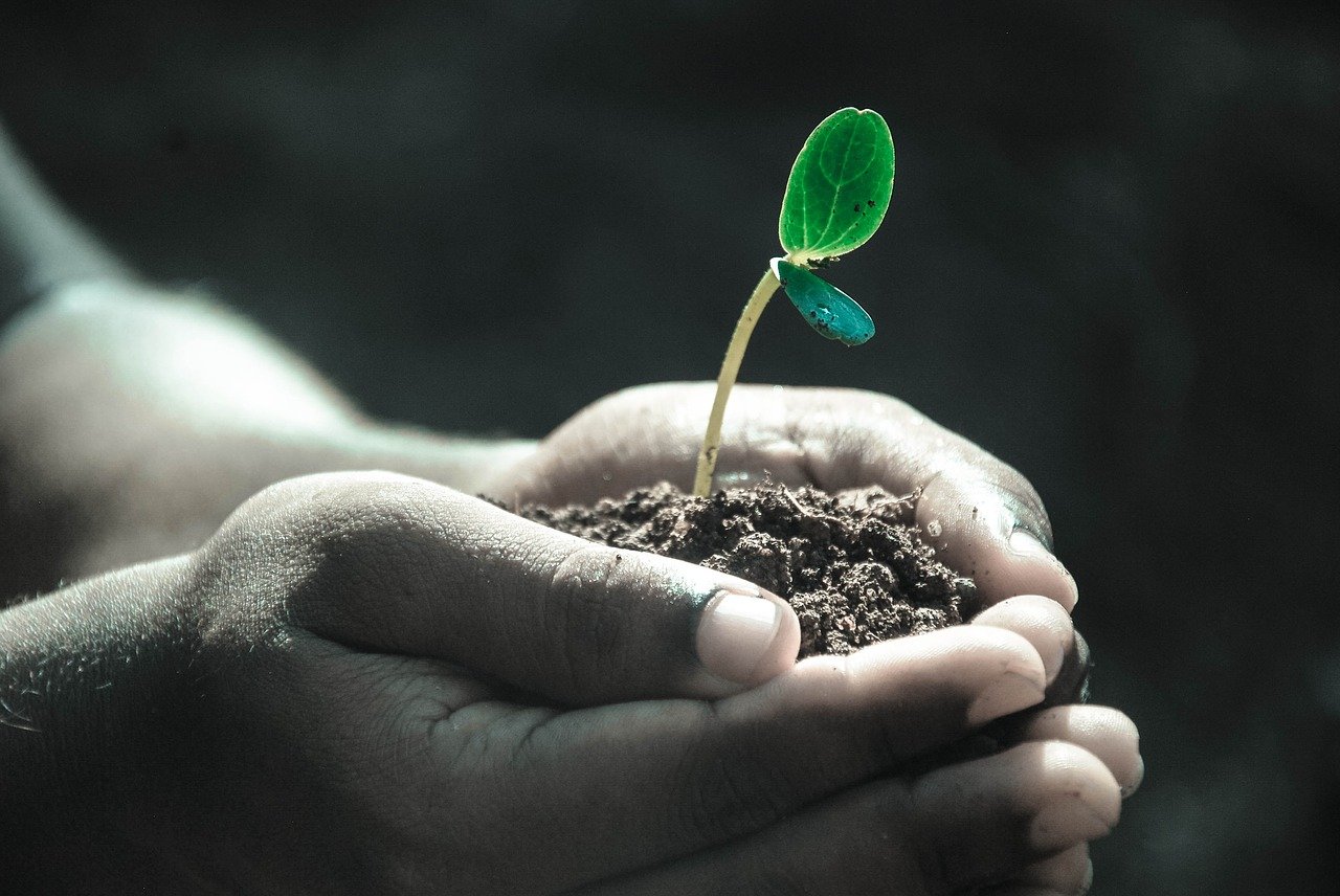 Hands Macro Plant Soil Grow Life  - Pexels / Pixabay