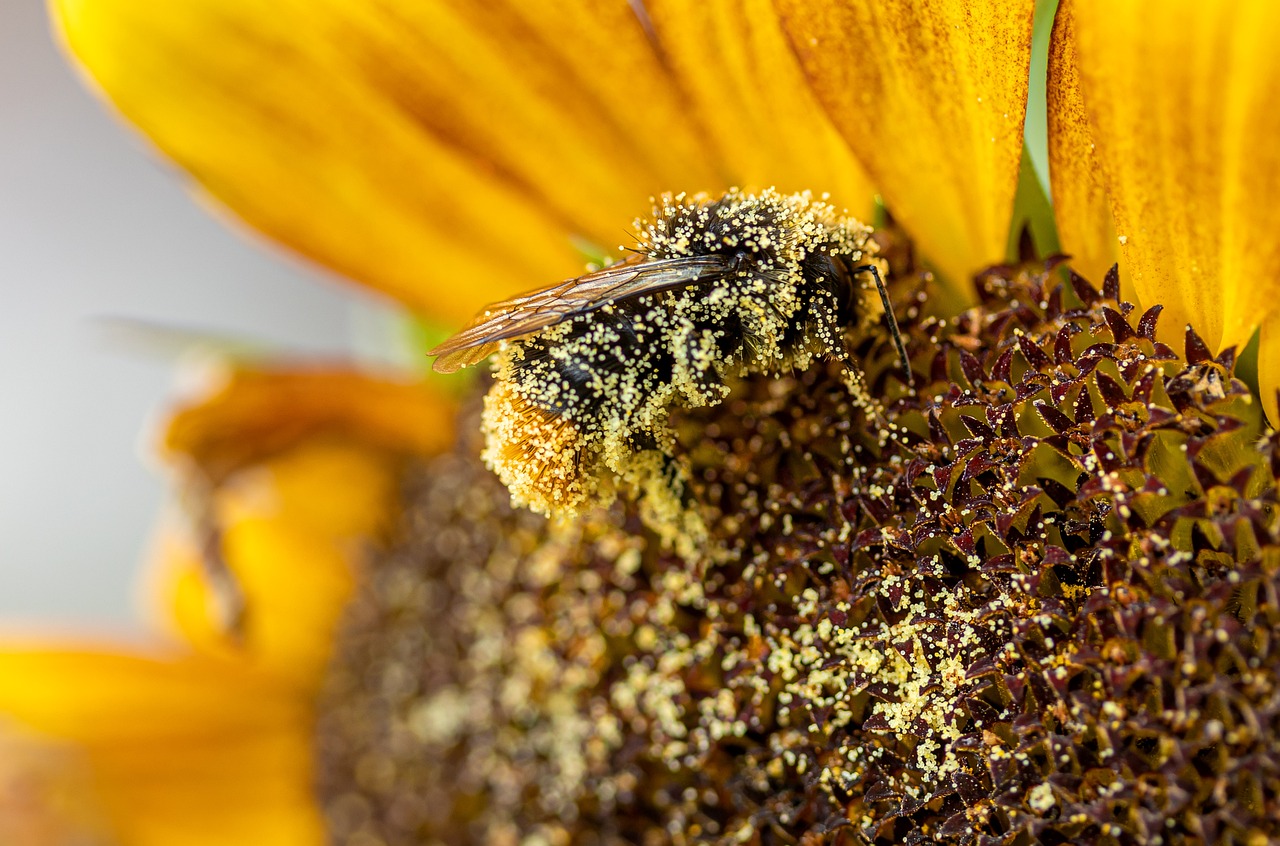 Hummel Insect Sunflower Pollen  - Myriams-Fotos / Pixabay
